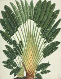 Travelers Palm Vs Bird Of Paradise Traveller S Palm Birds Of Paradise Flower Botanical Drawings Travellers Palm