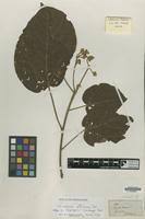 Image result for Carpodiptera africana