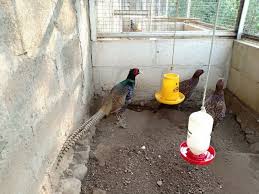 Ringneck Pheasant Ayam Hias Pendeteksi Gempa Pet Store Indonesia Ternak Ayam