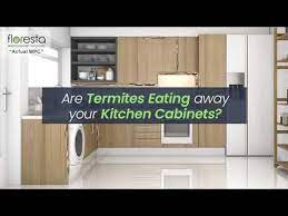 Termites In Kitchen Cabinets Floresta
