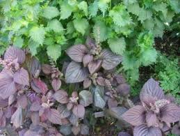 Image result for Lamiaceae