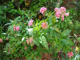 Image result for Cestrum × cultum