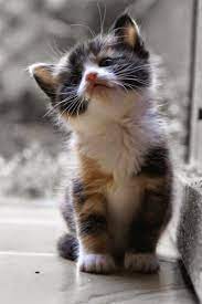 I Love All Dog Breeds 5 Signs Your Cats Loves You Beautiful Cats Cute Cats Crazy Cats