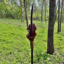 Image result for Amorphophallus goetzei