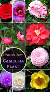 Camellia Plant Care How Camellia Plants Are Making The Garden A Better Place Camellia Plant Plants Plant Care