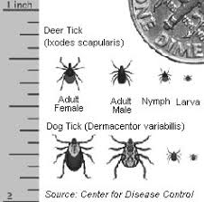 about ticks