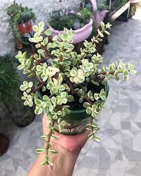 Variegated Elephant Bush Jade Plants Windowsill Garden Types Of Succulents
