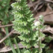 Image result for Pteridaceae