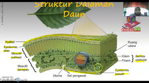 Maharat al quran tingkatan 5. Bioskor Kssm Ting 5 Struktur Daun Youtube