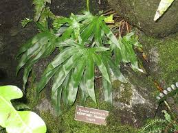 Image result for Pyrrosia