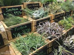 This creates a hard to overcome hurdle for novices interested in acquiring species knowledge. Air Plant Care How To Tend Fertilize And Water Tillandsia