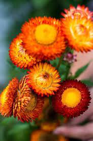 Pin By Rita Bowman On Gardening In 2021 Flower Landscape Flowers Dried Flowers