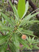 Image result for Breonadia