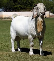 Koenie Kotze Van Rooys Boerbokke Savanna Bokke Kalahari Red Savanna Goats Boer Goats Goats For Sale