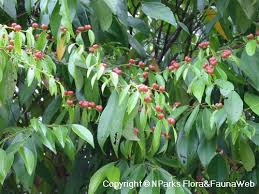Image result for Cleistanthus