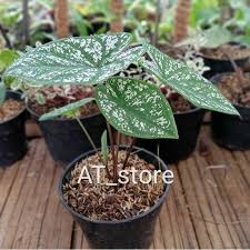 Jual Tanaman Hias Alocasia Putih Keladi Putih Alokasia Varigata Kab Bogor Arsitektaman Tokopedia