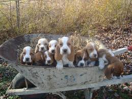 Check spelling or type a new query. Diane And Ken At Onedamdeer Basset Hounds Basset Puppies Basset Hound Puppy Cute Baby Animals