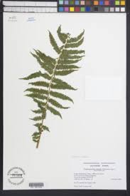 Image result for Cyclosorus striatus