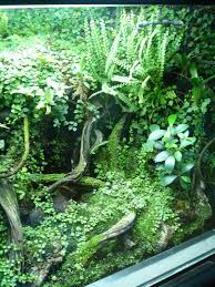 Toon Onderwerp Mijn Overgenomen Paludarium Aquarium Terrarium Planted Aquarium Vivarium