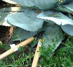You can buy fake ones from designer abigail i could put in minimal effort and a plant will thrive. she had a fear of death as a child, but cacti never die. Transplanting A Big Agave Do You Dare Digging