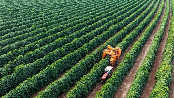 The two faces of agricultural modernisation: How modern farming causes conflict | VoxDev