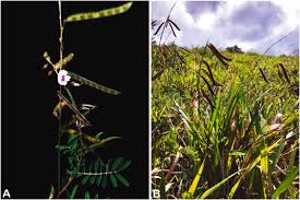 Image result for Tephrosia dasyphylla