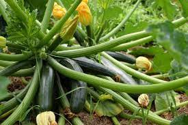 Maybe you would like to learn more about one of these? Zucchini Varieties To Grow For The Home Gardener Clean Air Gardening