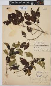 Image result for Conostomium natalense