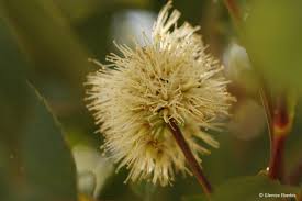 Image result for Cunonia capensis