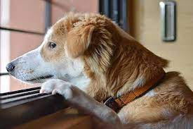 Why Does My Dog Whine When I Come Home Howls Every Time