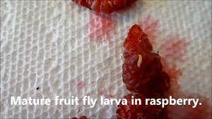 Worms are huge fans of. Raspberry Worms Safe To Eat Raspberry