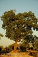 Image result for Diospyros inhacaensis
