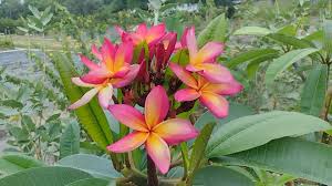 Image result for Plumeria rubra