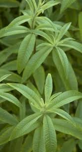 Its latin name is aloysia citrodora; 28 Lemon Verbena Ideas Lemon Verbena Verbena Herbalism