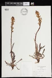 Image result for Alectra vogelii