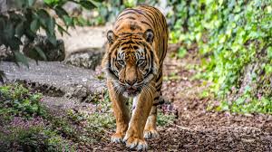 Progresează prin diferite niveluri prin finalizarea diferitelor obiective de tragere. Vietnam Interzice Importul Animalelor SÄlbatice