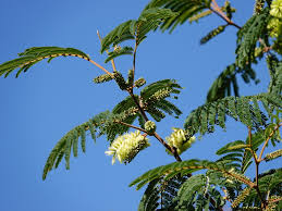 Image result for Leucas capensis