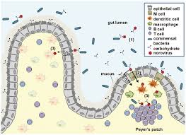 نتیجه جستجوی لغت [infect] در گوگل