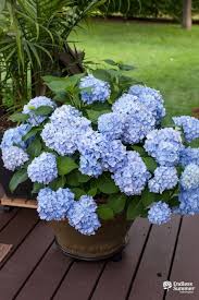 Accent Your Deck With Potted Hydrangeas Hydrangea Potted Hydrangea Potted Plant Growing Hydrangeas