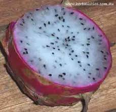 It is an exotic fruit of various types of cactus native to south america. Hylocereus Undatus Dragon Fruit Seed Herbalistics