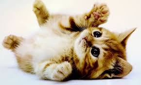 Картинки по запросу котята