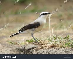 Black And White Bird Pictures Black And White Brazilian Birdwhite Black Bird Brazilian White Brazilian Black And White Black Bird