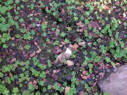 Image result for Marsileaceae