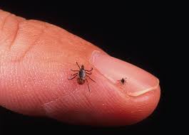 Their favorite spots are moist, grassy areas like fields, forests, and even your lawn. Tick Season Has Arrived Michigan Here S How To Protect The Pets
