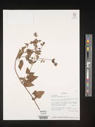 Image result for Stachys aculeolata