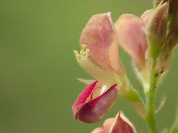 Image result for Alysicarpus zeyheri