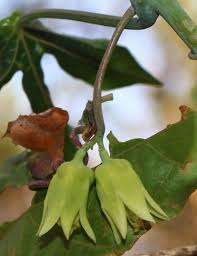 Image result for Adenia mossambicensis