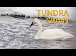 But whatever feelings they may have for each. Tundra Swan American Bird Conservancy