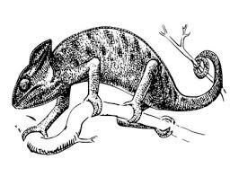 The panther chameleon (furcifer pardalis) is a relatively large chameleon species originally from madagascar. Chameleon Coloring Page Worksheets Teaching Resources Tpt