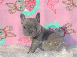 See more of english bulldog rescue network houston on facebook. French Bulldog Puppies For Sale In Houston Texas Cute French Bulldog French Bulldog Puppies Cute Dogs